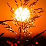 Cliccare sull'immagine per ingrandirla